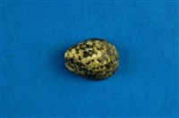 藏品(漁舟蜑螺)的圖片